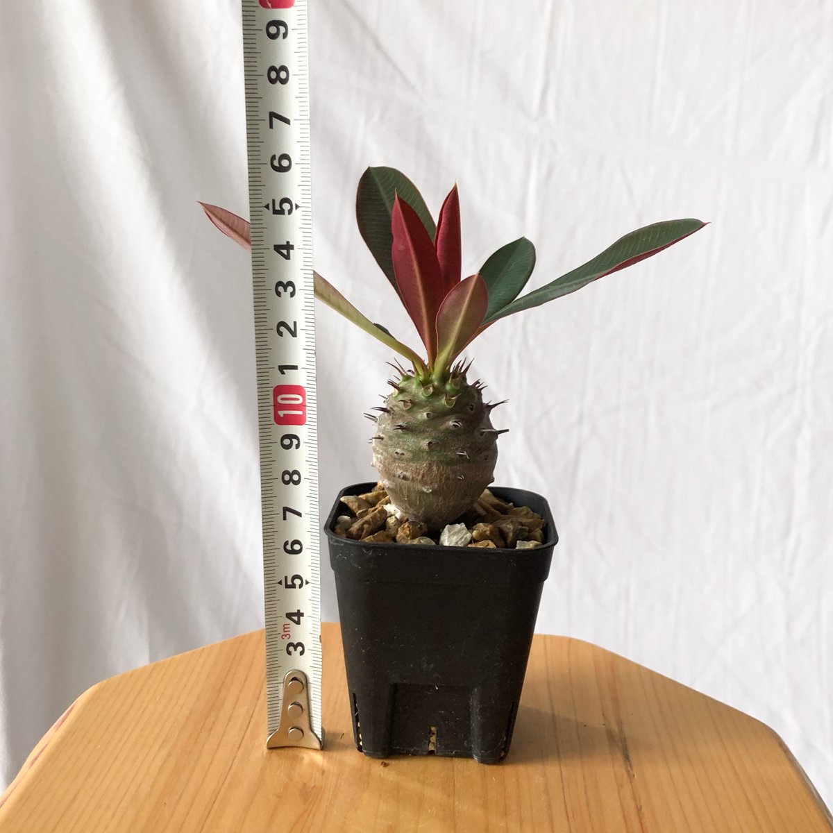 ユーフォルビア パキポディオイデス Euphorbia pachypodioides 多肉植物