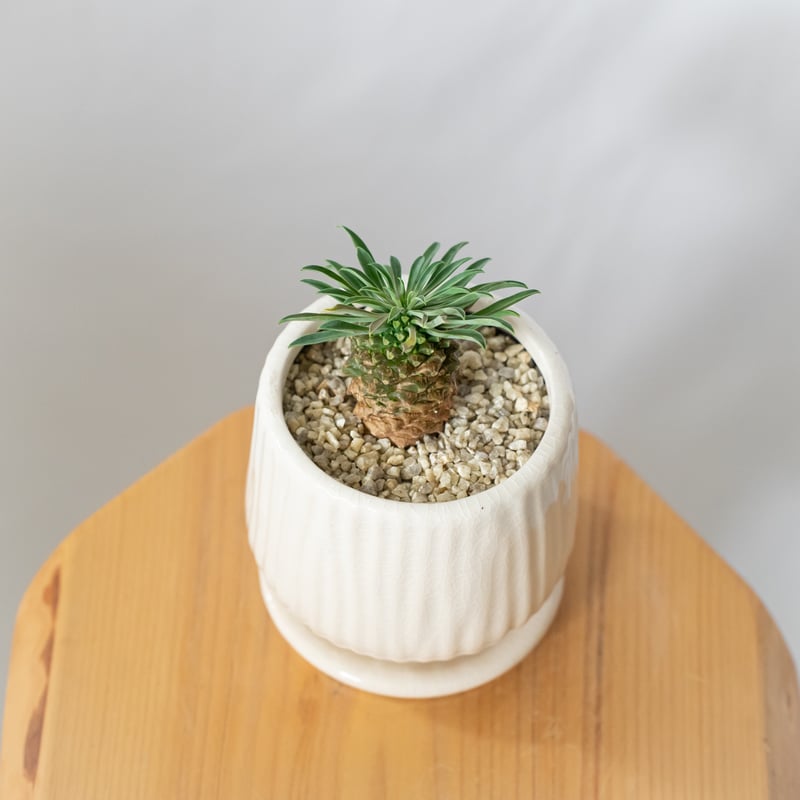 ユーフォルビア パイナップルコーン 蘇鉄麒麟 鉢セット Euphorbia