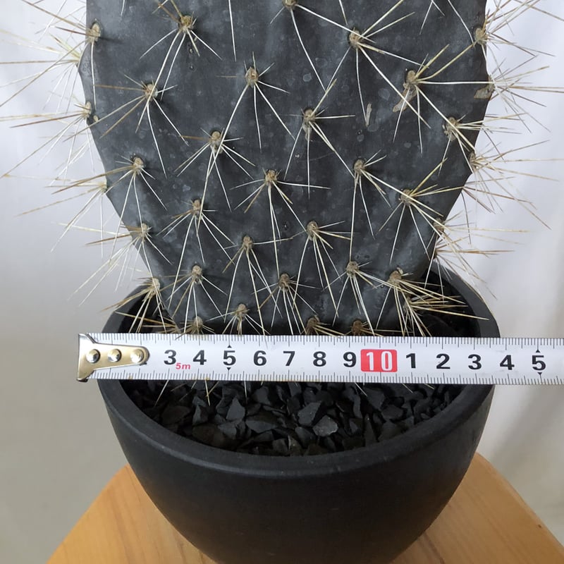 オプンチア ガラパゴス団扇 実生 Opuntia galapageia サボテン 多肉