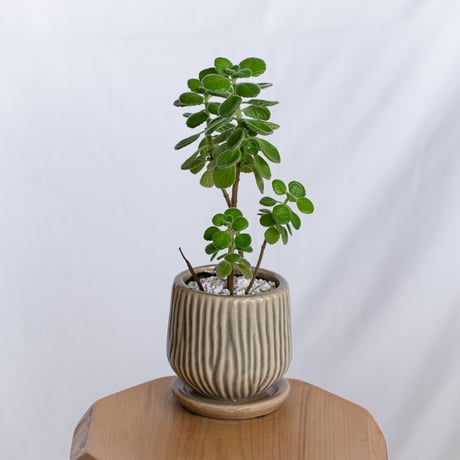 アロマティカス 鉢セット キューバンオレガノ Aromaticus 多肉植物  観葉植物 静岡 ANTIDOTE 通販 S1284