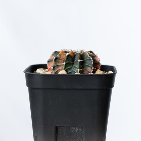 ギムノカリキウム ミハノビッチ 実生 緋牡丹錦 ヒボタンニシキ Gymnocalycium mihanovichii サボテン 多肉植物 珍奇植物 静岡 ANTIDOTE 通販 S1372