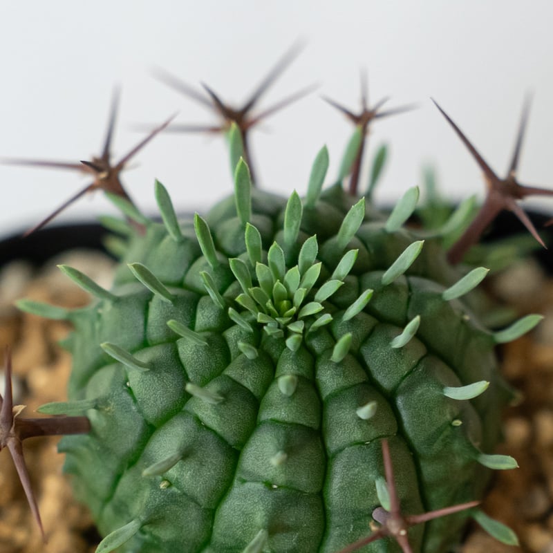 ユーフォルビア 群星冠 実生 Euphorbia stellispina 多肉植物 珍奇植物