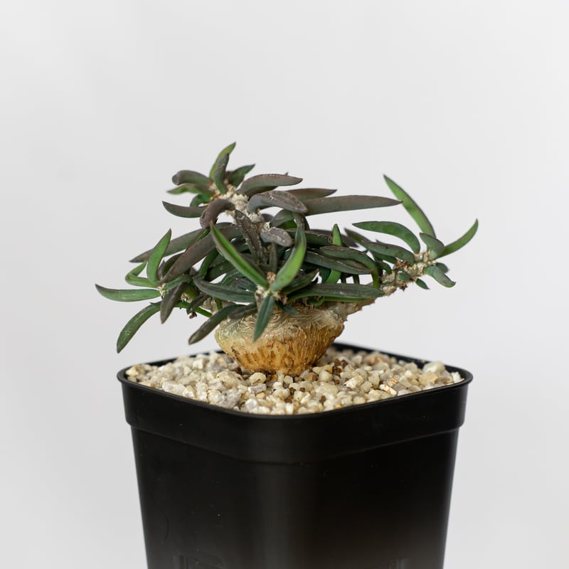 ユーフォルビア キリンドリフォリア トゥビフェラEuphorbia