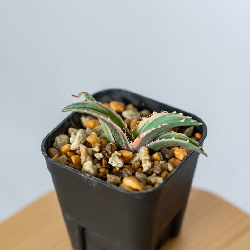 アガベ チタノタ 白鯨 白覆輪 TC株 白鯨錦 Agave titanota White Wh