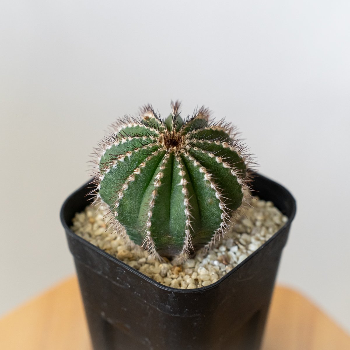 ユーベルマニア ペクチニフェラ 実生 Uebelmannia pectinifera サボテン