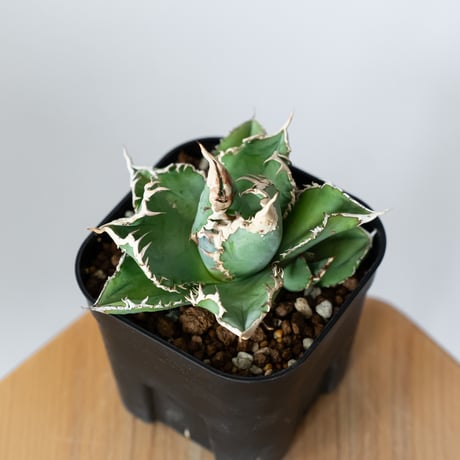 アガベ チタノタ 白幽霊【発根管理中】TC株 agave titanota white ghost 多肉植物 珍奇植物 静岡 ANTIDOTE 通販 S1446