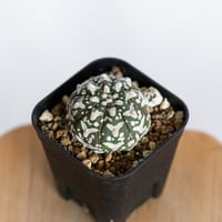 アストロフィツム スーパー兜 Vタイプ 美株 実生 アロー Astrophytum asterias Super Kabuto V サボテン 多肉植物 静岡 ANTIDOTE 通販 S1232