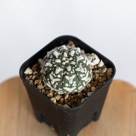 スーパー兜 | STORES