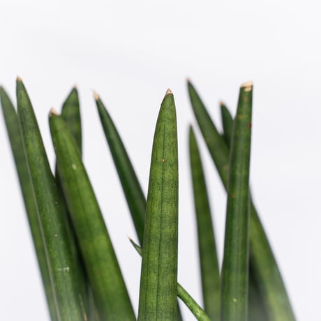 サンスベリア スタッキー Sansevieria stuckyi  観葉植物 多肉植物 インテリアグリーン 静岡 ANTIDOTE 通販 S1176