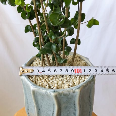 ベンジャミン バロック Ficus benjamina barok 観葉植物 インテリアグリーン 静岡 ANTIDOTE 通販 S1189