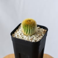 アガベ チタノタ 鷹眼 Agave titanota