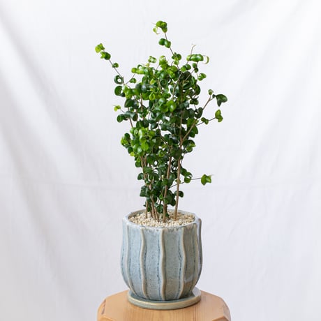ベンジャミン バロック Ficus benjamina barok 観葉植物 インテリアグリーン 静岡 ANTIDOTE 通販 S1189