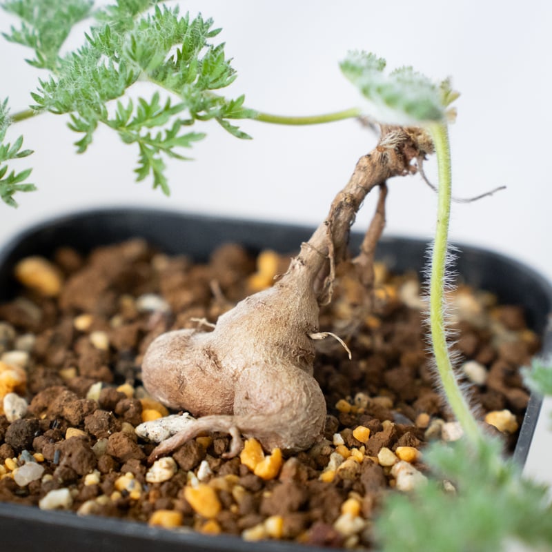 ペラルゴニウム トリステ 実生 Pelargonium triste 多肉植物 珍奇植物