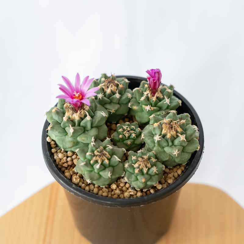 ツルビニカルプス アロンソイ 実生 寄せ植え Turbinicarpus