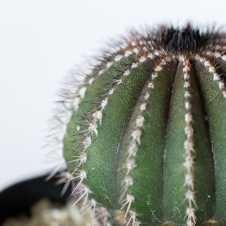 ユーベルマニア ペクチニフェラ 実生 Uebelmannia pectinifera サボテン 多肉植物 珍奇植物 静岡 ANTIDOTE 通販 S1379