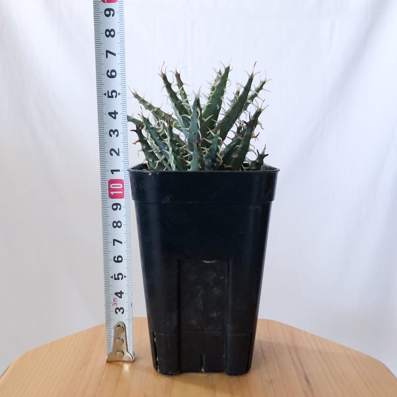 アロエ エリナケア Aloe melanacantha v. erinacea 多肉植物 珍奇