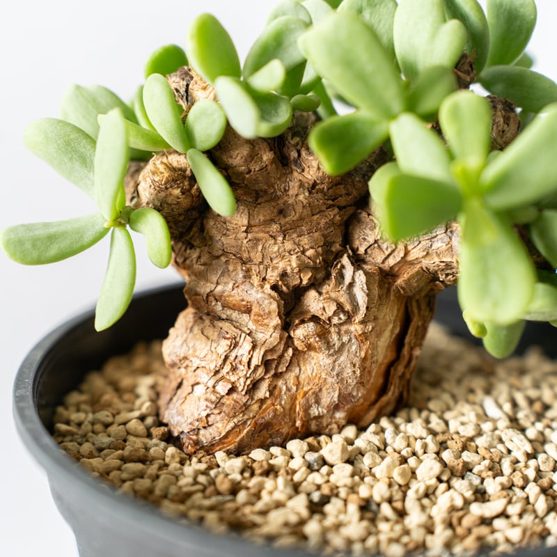 ケラリア ピグマエア Ceraria pygmaea 多肉植物 珍奇植物 静岡