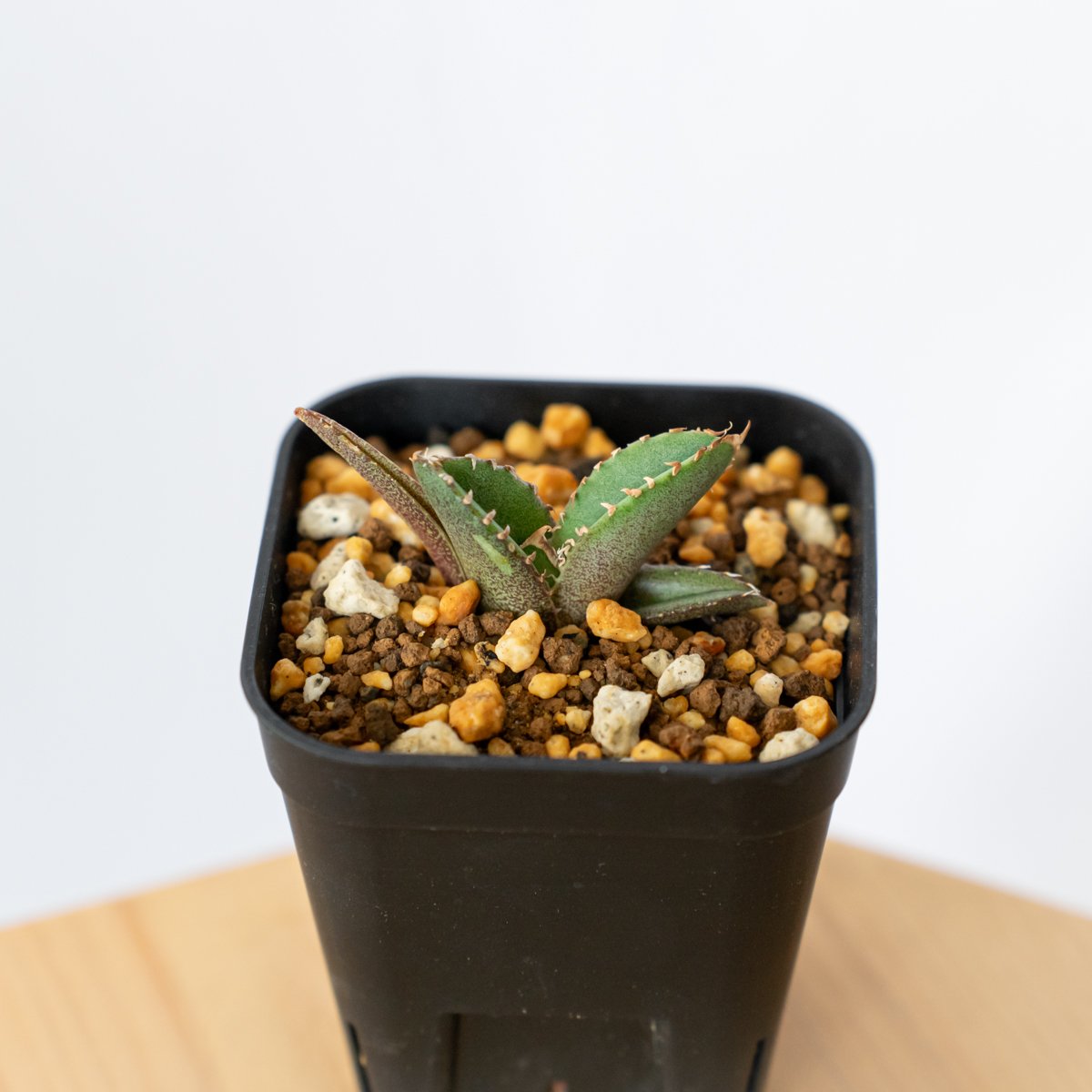 522 親株出品【上澳園芸】 アガベ　agave チタノタ 鰐亀 アガベ チタノタ 鰐亀 ワニガメ【発根管理中】TC株 Agave