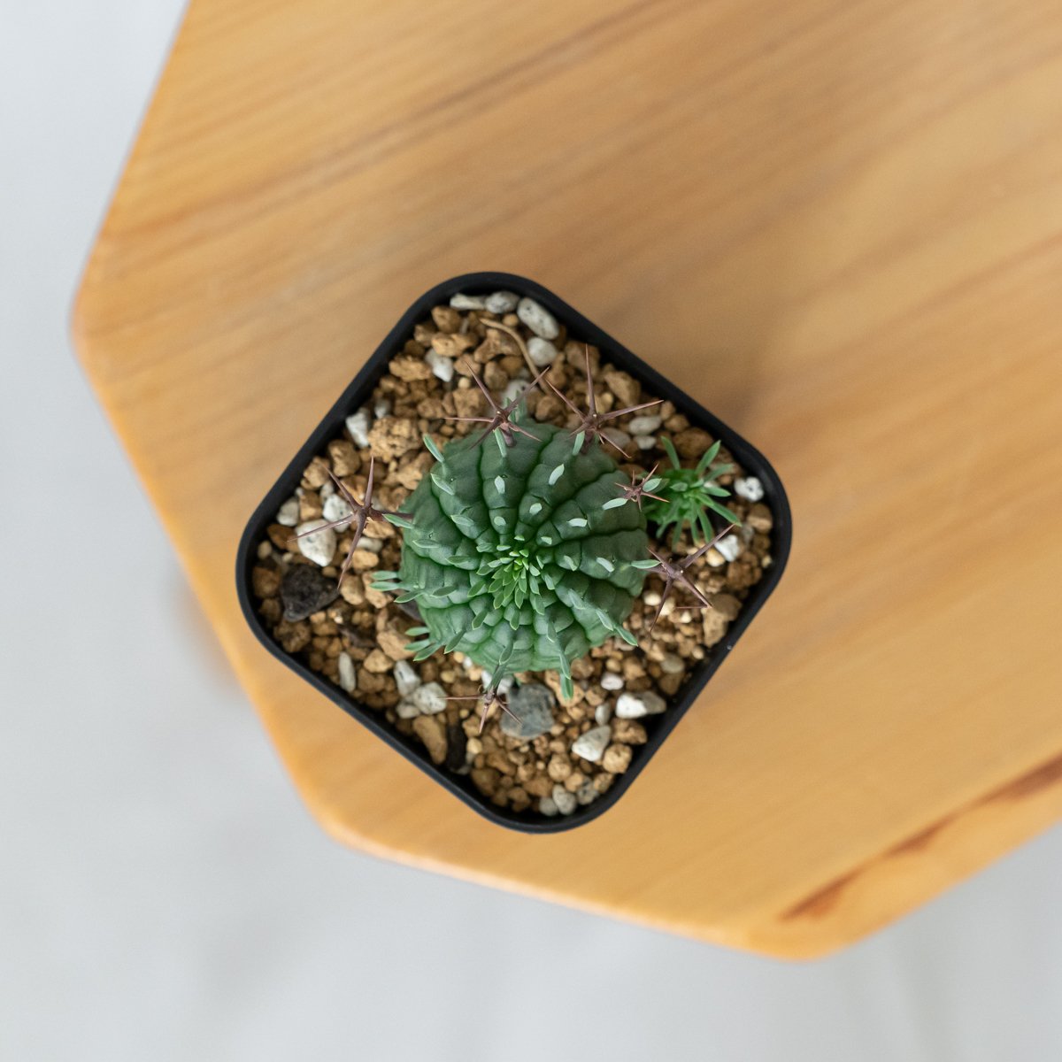 ユーフォルビア 群星冠 実生 Euphorbia stellispina 多肉植物 珍奇植物