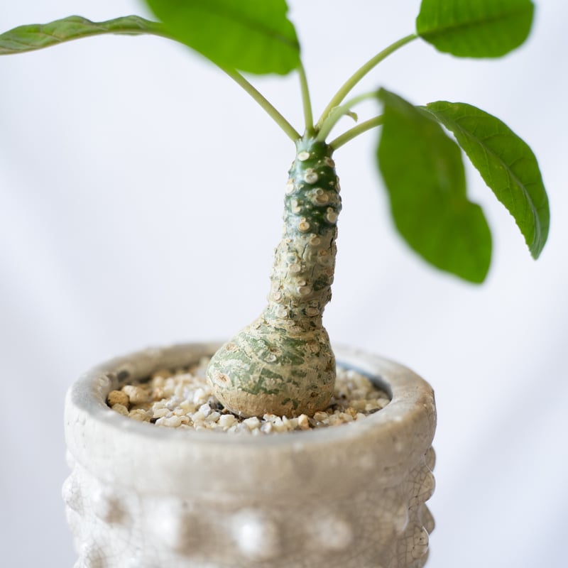 ドルステニア フォエチダ Dorstenia 塊根植物 コーデックス 珍奇植物