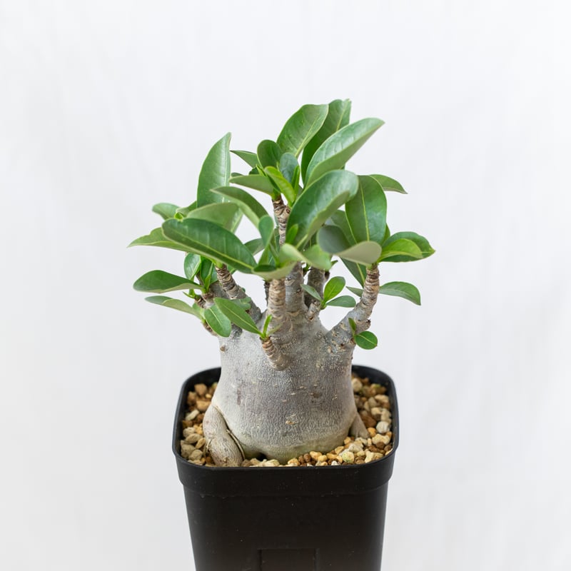 アデニウム アラビカム ブラックスキン 美株 Adenium Arabicum