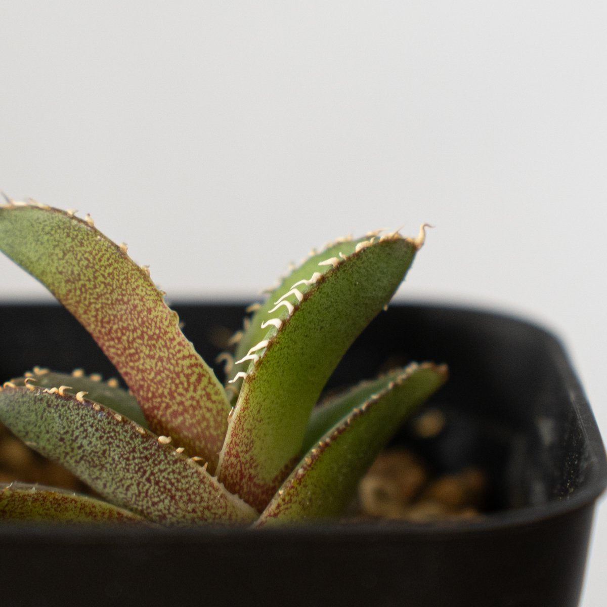 アガベ チタノタ 白豪刺【発根管理中】 Agave titanota TC株 多肉植物