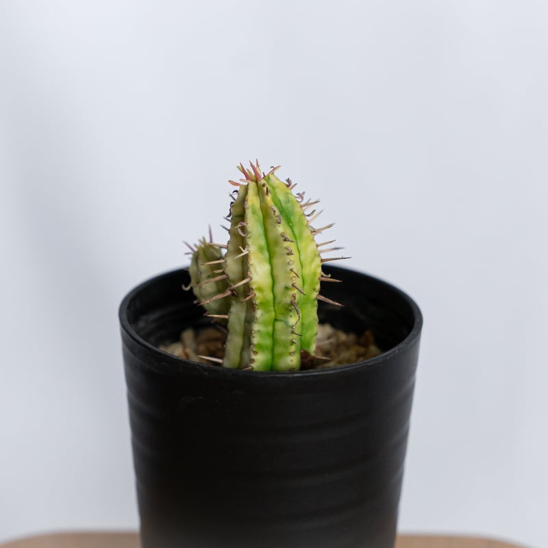 ユーフォルビア 紅彩閣錦 実生 エノプラ 斑入り Euphorbia enopla 塊根
