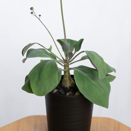 トリプリネルビア | STORES