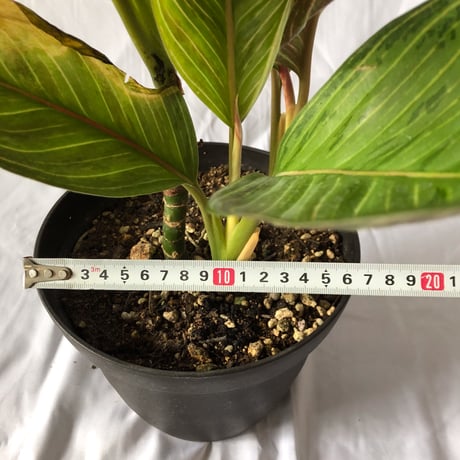 アグラオネマ レッドアーミー aglaonema 観葉植物 静岡 ANTIDOTE 通販 S４０