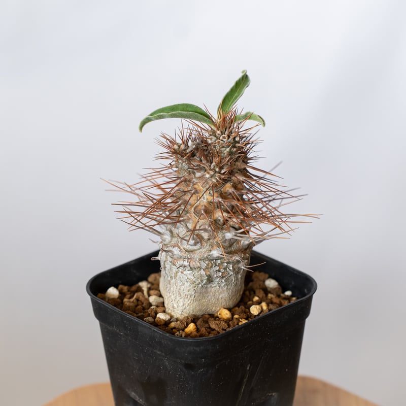 パキポディウム ナマクアナム 光堂 実生 実生 Pachypodium namaquanum