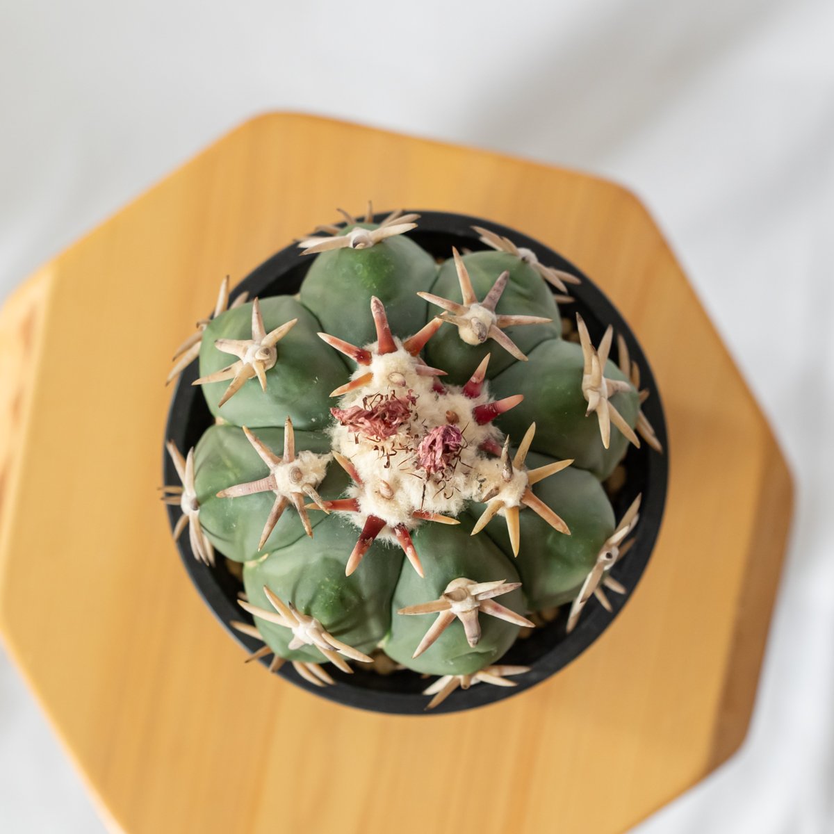 エキノカクタス 白棘翠平丸 接ぎおろし Echinocactus horizonthaloni