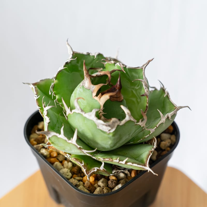アガベ チタノタ 白鯨【発根管理中】美株 Agave titanota White Whale