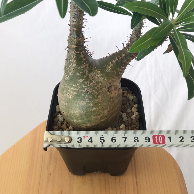 パキポディウム グラキリス 現地球 pachypodhium Gracilius 塊根植物 コ