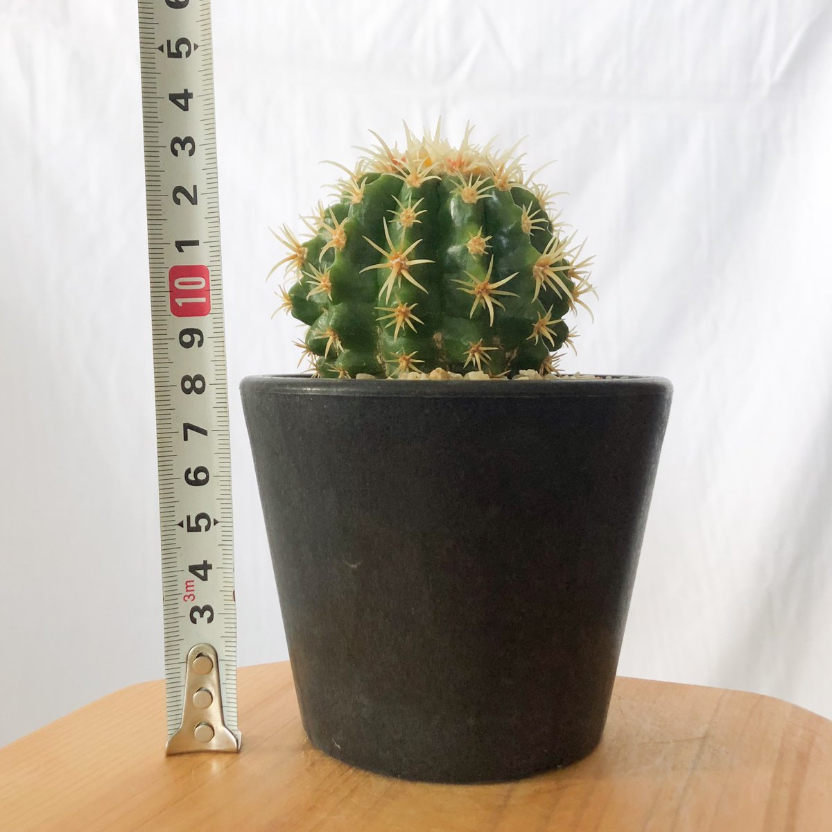 エキノカクタス 短刺金鯱 美株 実生 Golden ball cactus サボテン 多肉