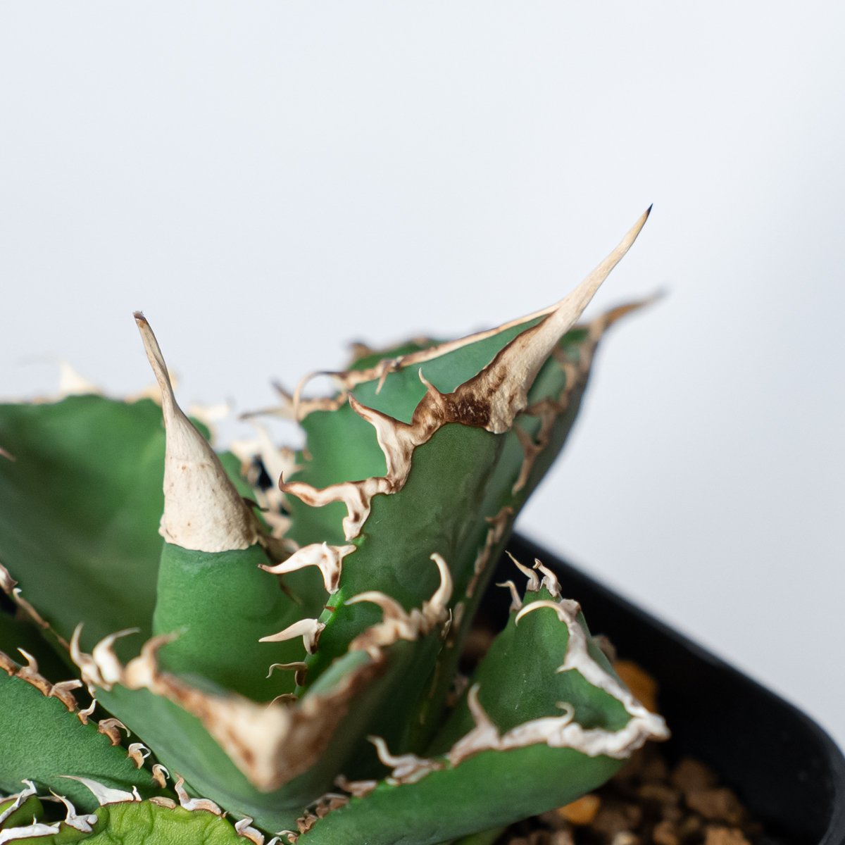 アガベ チタノタ 緑幽霊【発根管理中】 Agave titanota TC株 多肉植物