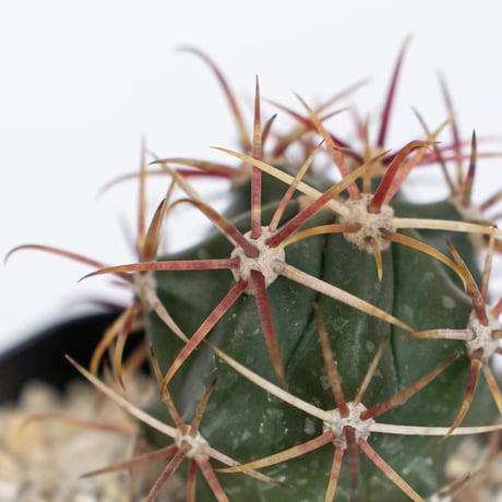 フェロカクタス 神仙玉 実生 Ferocactus coloratus サボテン 多肉植物 珍奇植物 静岡 ANTIDOTE 通販 S1137