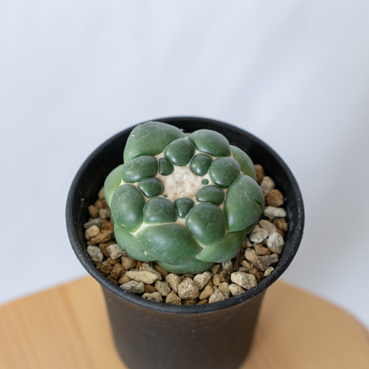 【希少】コリファンタ象牙丸 棘無し 国内実生 塊根植物 サボテン 希少】コリファンタ象牙丸 棘無し 国内実生 塊根植物 サボテン 希少