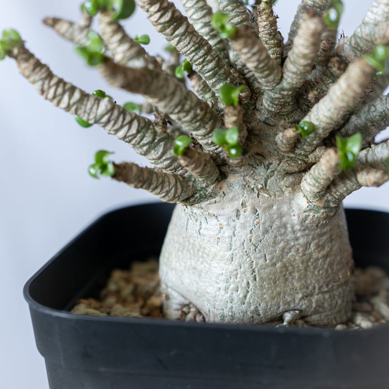 アデニウム ドーセットホーン アラビカム 獅子葉 発根済 D.H.A Adenium
