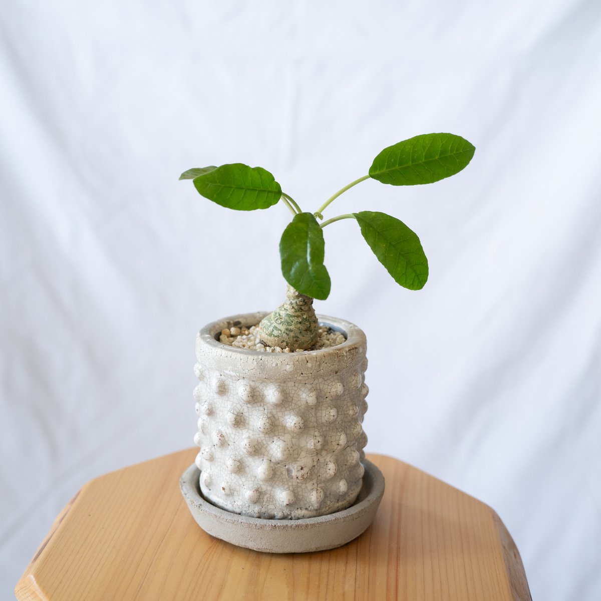 ドルステニア フォエチダ 塊根植物 コーデックス ドルステニア フォエチダ Dorstenia 塊根植物 コーデックス 珍奇植物