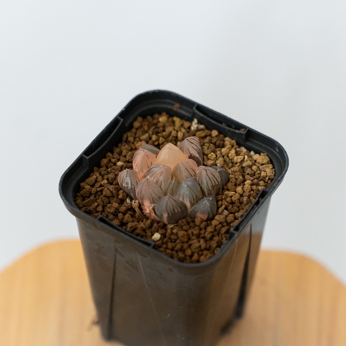 ハオルチア ブラックオブツーサ錦 Haworthia obtusa Black 多肉植物