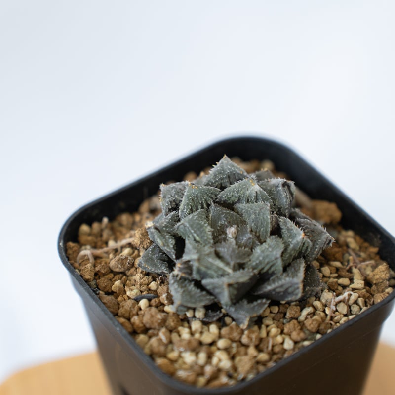 ハオルチア 魔剣 Haworthia maken 多肉植物 珍奇植物 静岡 ANTIDOTE