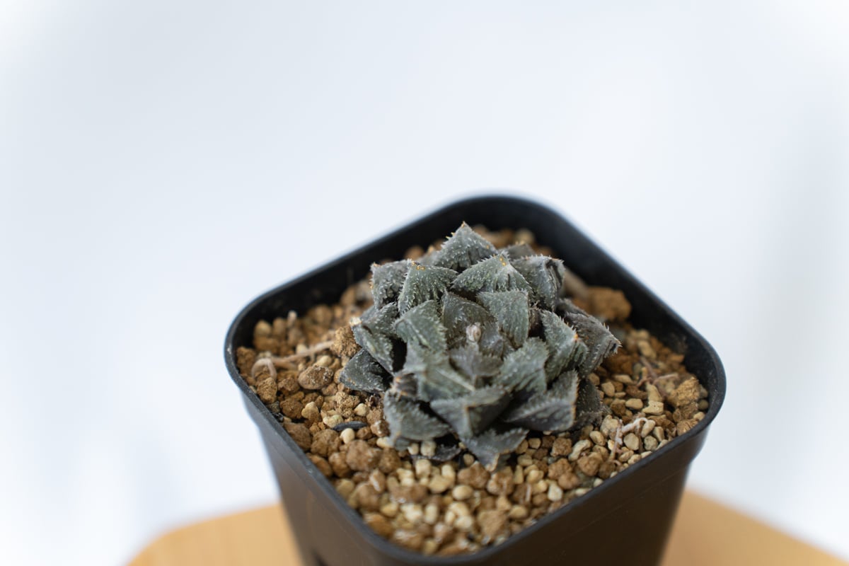 ハオルチア 魔剣 Haworthia maken 多肉植物 珍奇植物 静岡 ANTIDOTE