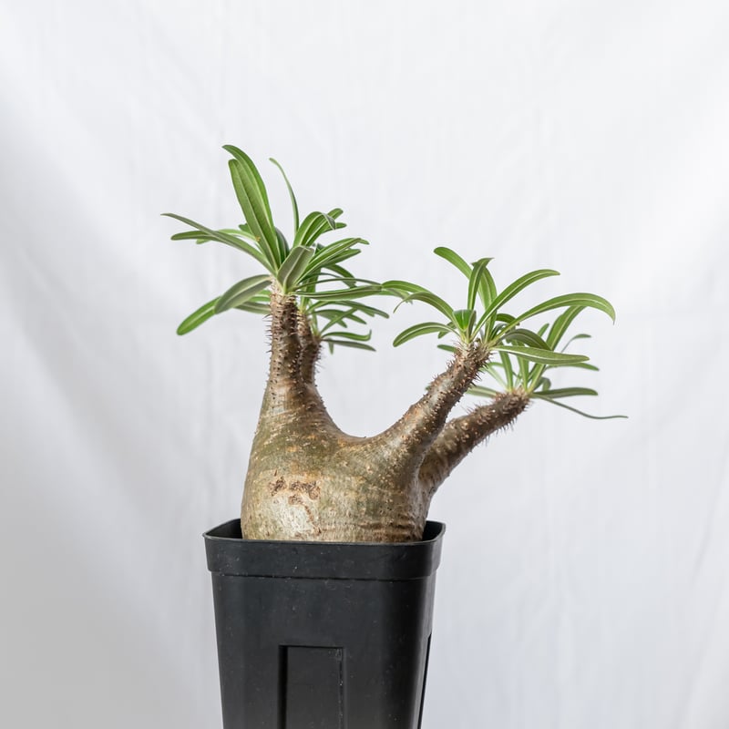 パキポディウム グラキリス pachypodhium Gracilius 塊根植物