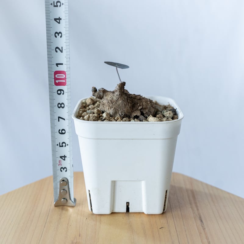 ステファニアカーウィーサキー Stephania Kaweesakii .sp Nova 塊