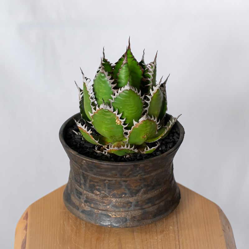 アガベ ホリダ 鉢セット OC株【発根管理中】Agave horrida 多肉植物