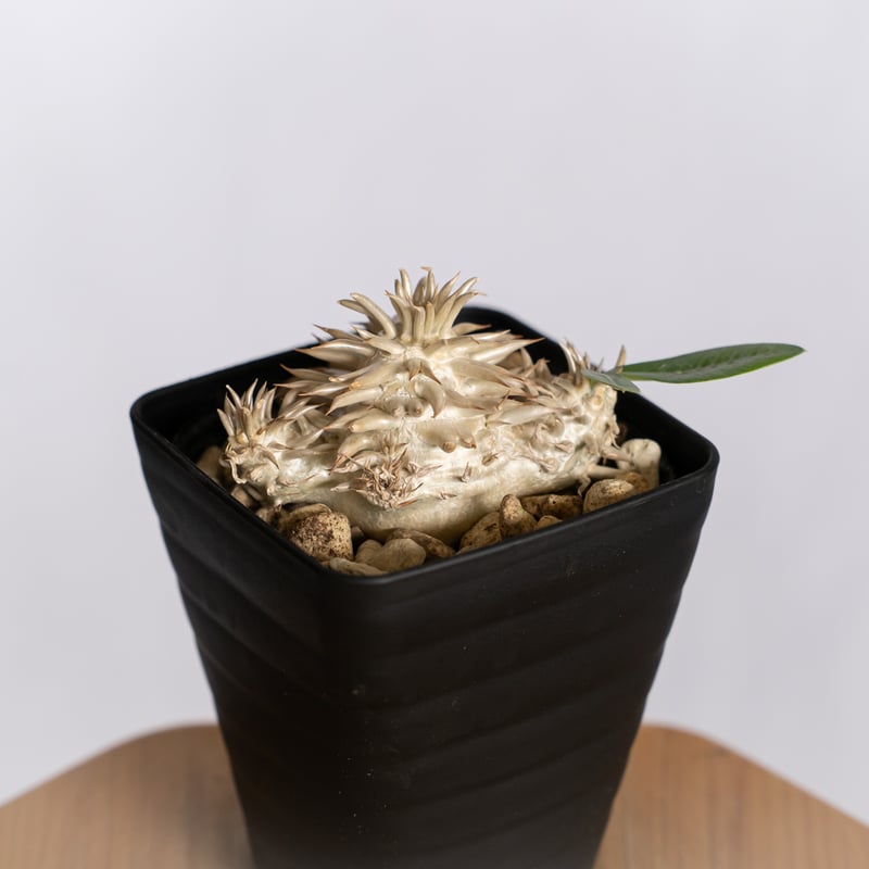 パキポディウム エブレネウム 実生 Pachypodium eburneum 塊根植物