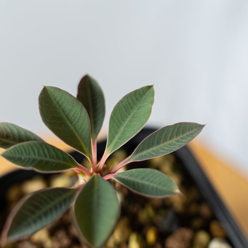 ユーフォルビア パキポディオイデス Euphorbia pachypodioides 多肉植物