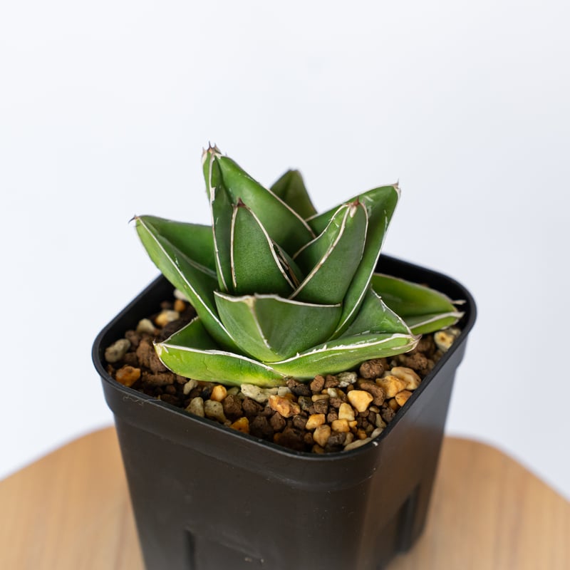 アガベ 笹の雪 桃太郎【発根管理中】 OC株 Agave victoriae-reginae