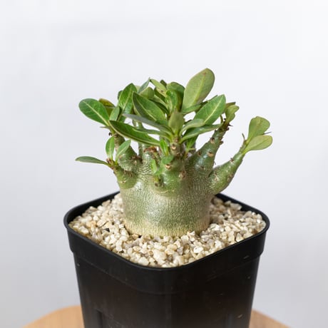 アデニウムアラビカム | STORES