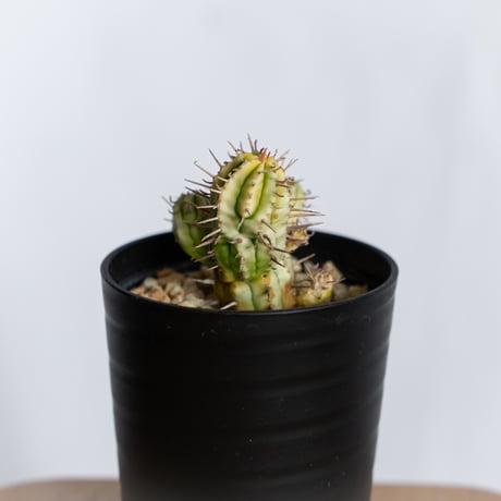 ユーフォルビア 紅彩閣錦 実生 エノプラ 斑入り Euphorbia enopla 塊根植物 多肉植物 珍奇植物 静岡 ANTIDOTE 通販 S1230